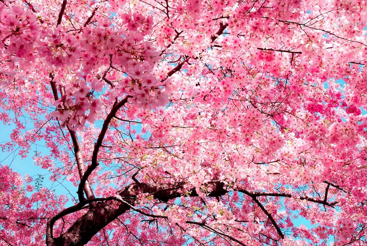 cherry blossom