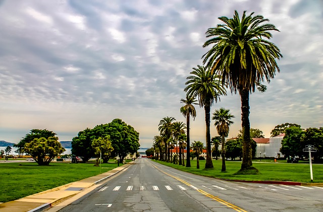 Boulevard lined by palm trees