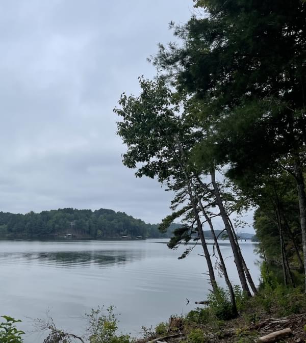 Tree-lined shoreline