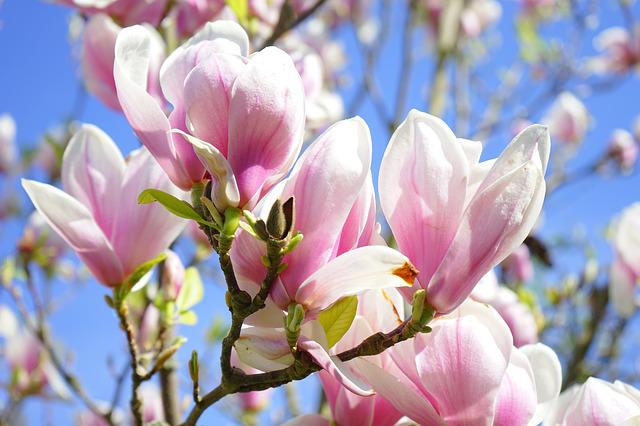 Eastover is beautiful in the spring