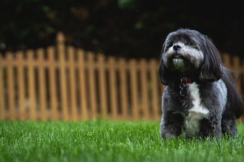 A black and white dog playing in grass in a fenced-in backyard.