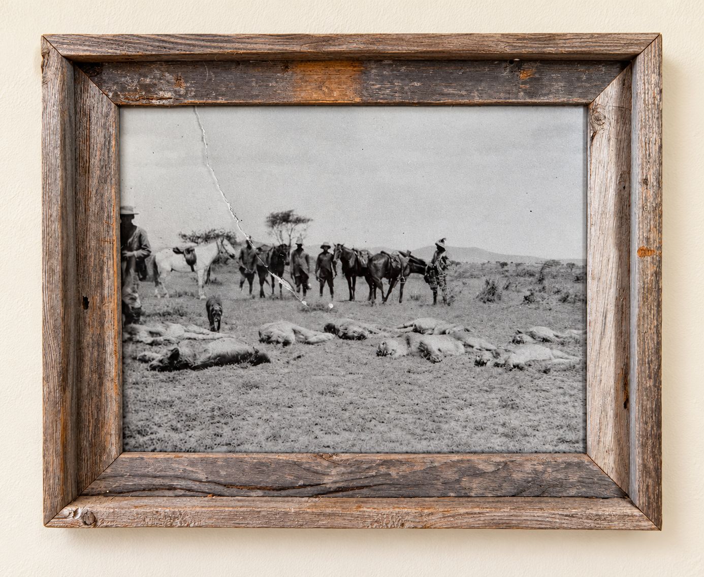 Framed historical photograph showing a hunting party with horses and hunted lions