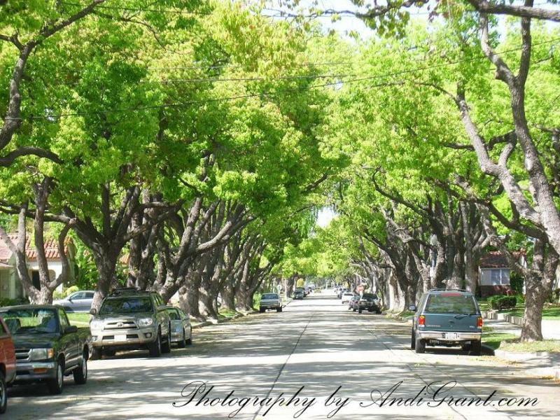 California Heights Long Beach 2018 Tree-Lined Street View