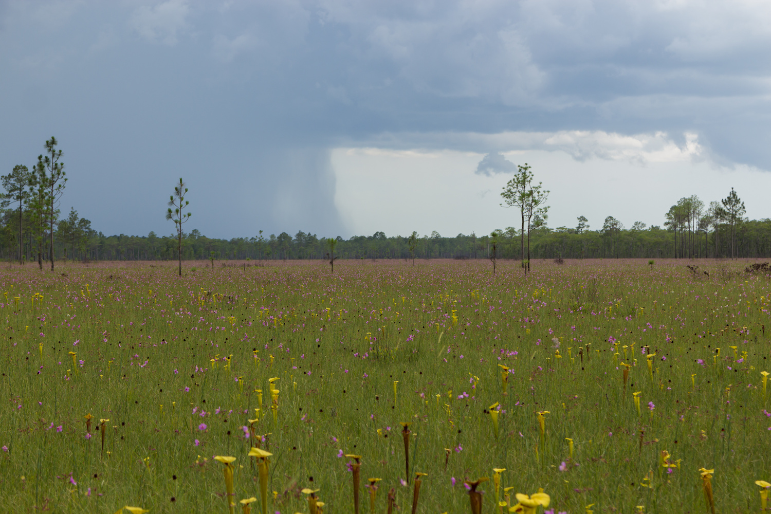 Listings of Liberty County Homes for Sale Century 21 First Story