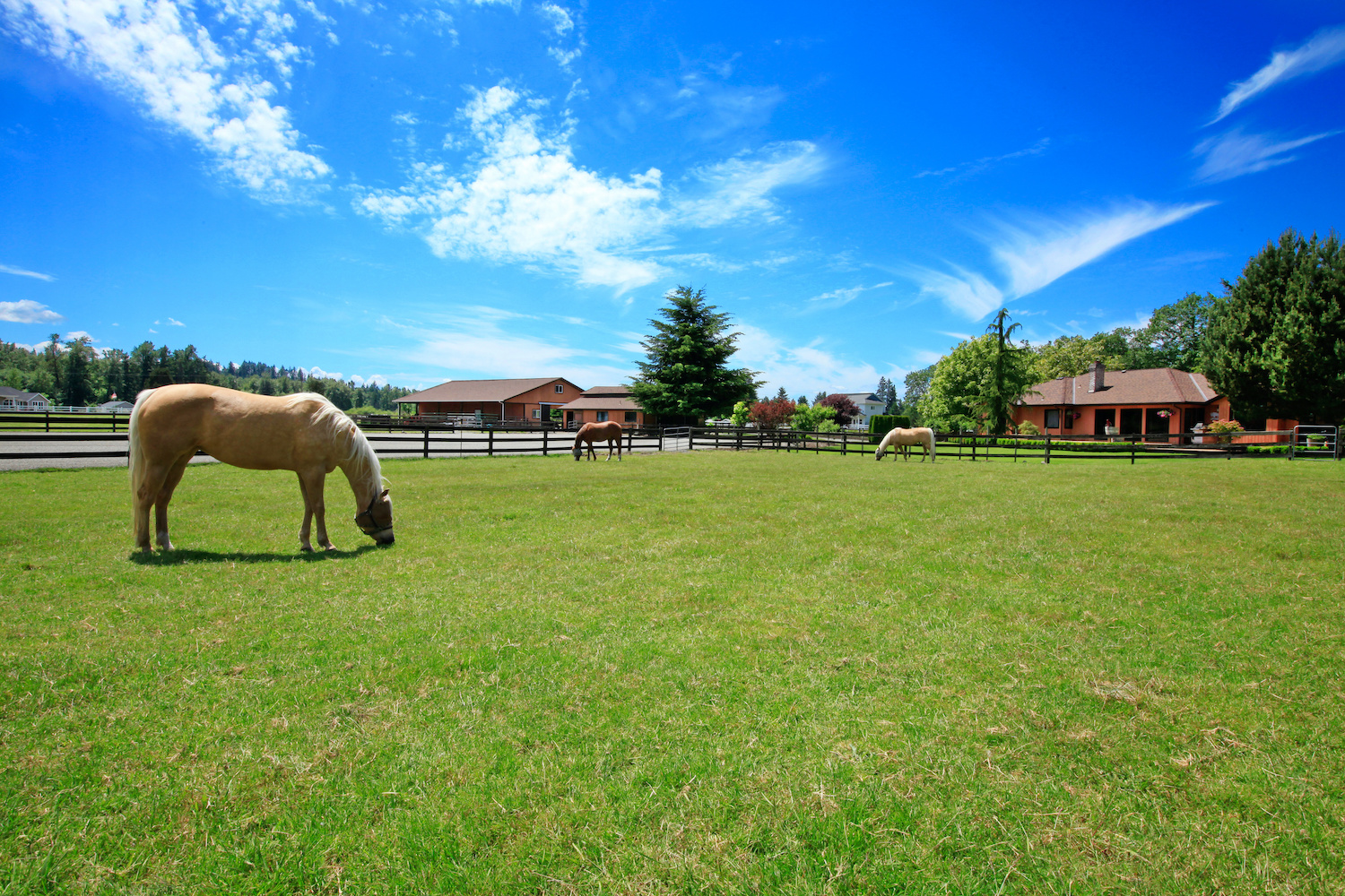 Oakfair Plantation Large Acreage Horse Homes in Tallahassee