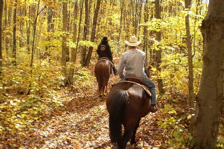 horse on trail through woods