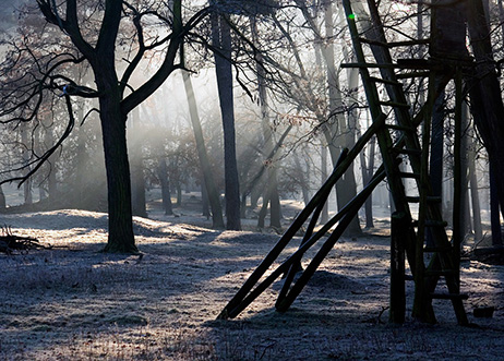 Panic Point haunted forest