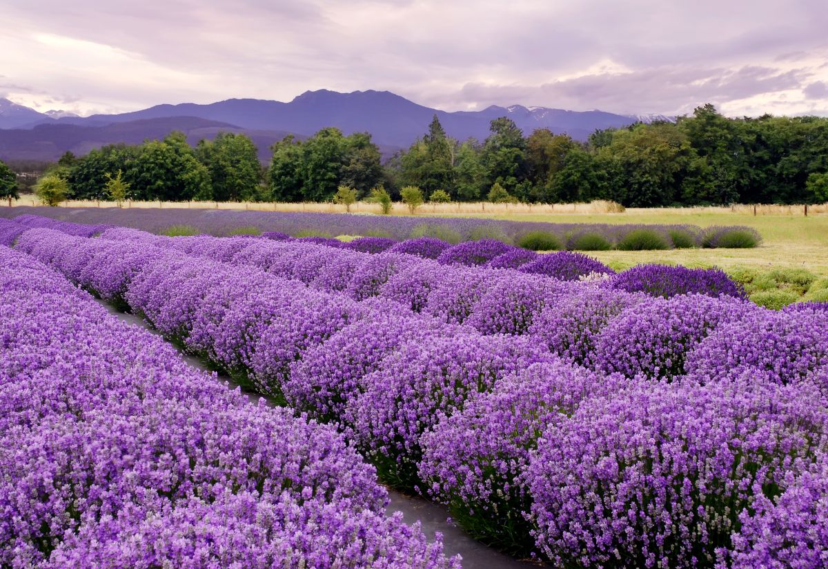Lavender Country