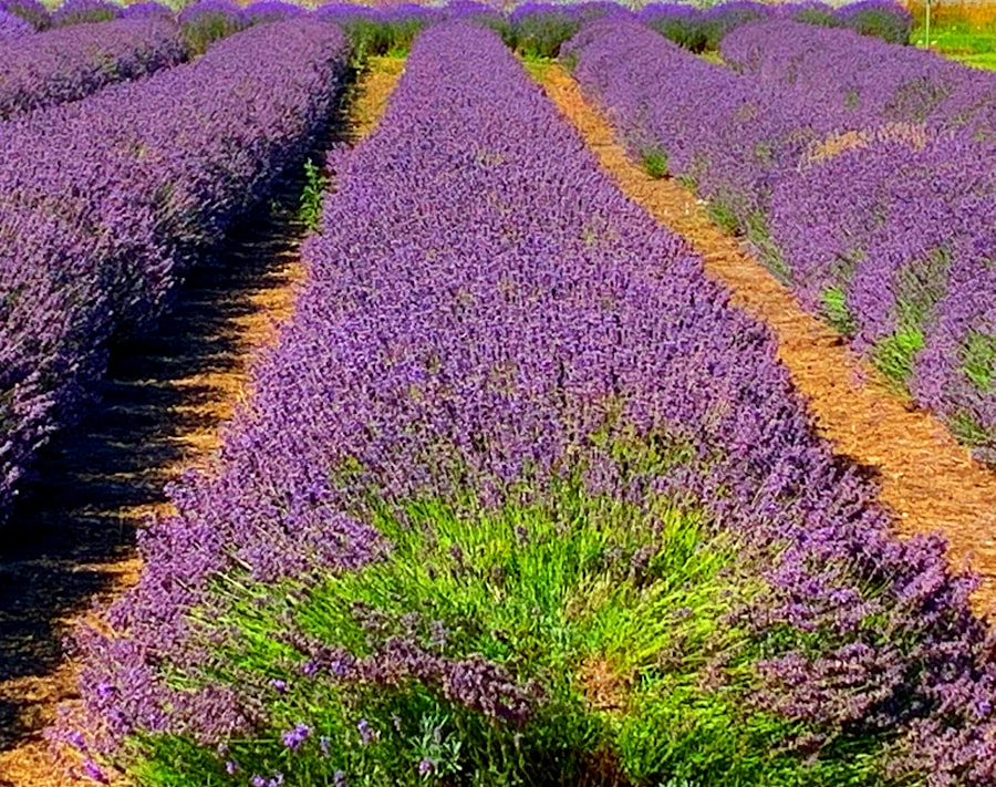 Lavender Farm Lifestyle