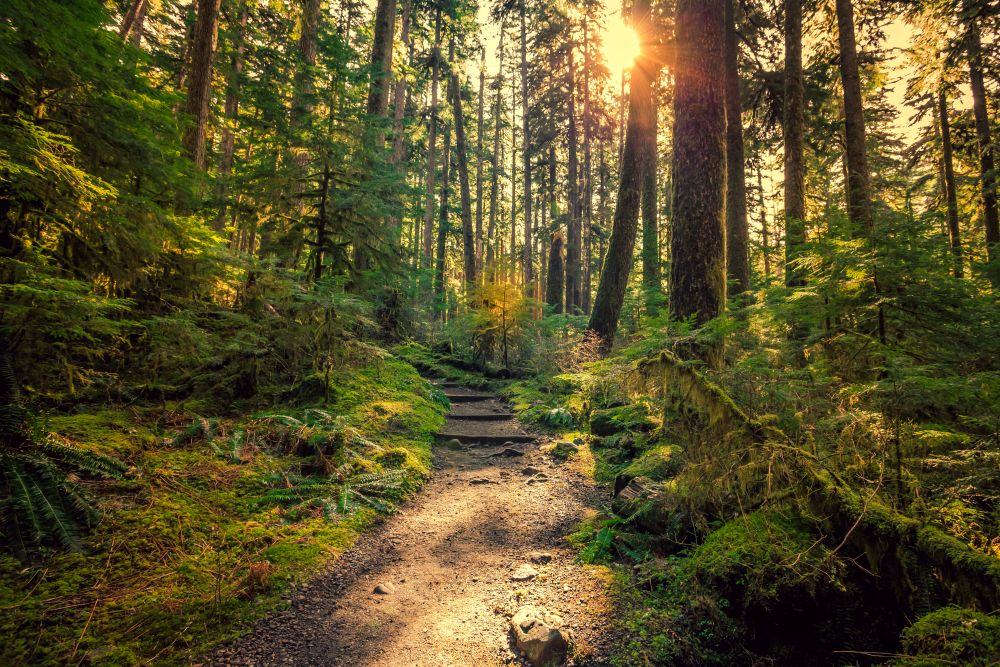 Olympic Peninsula Trails