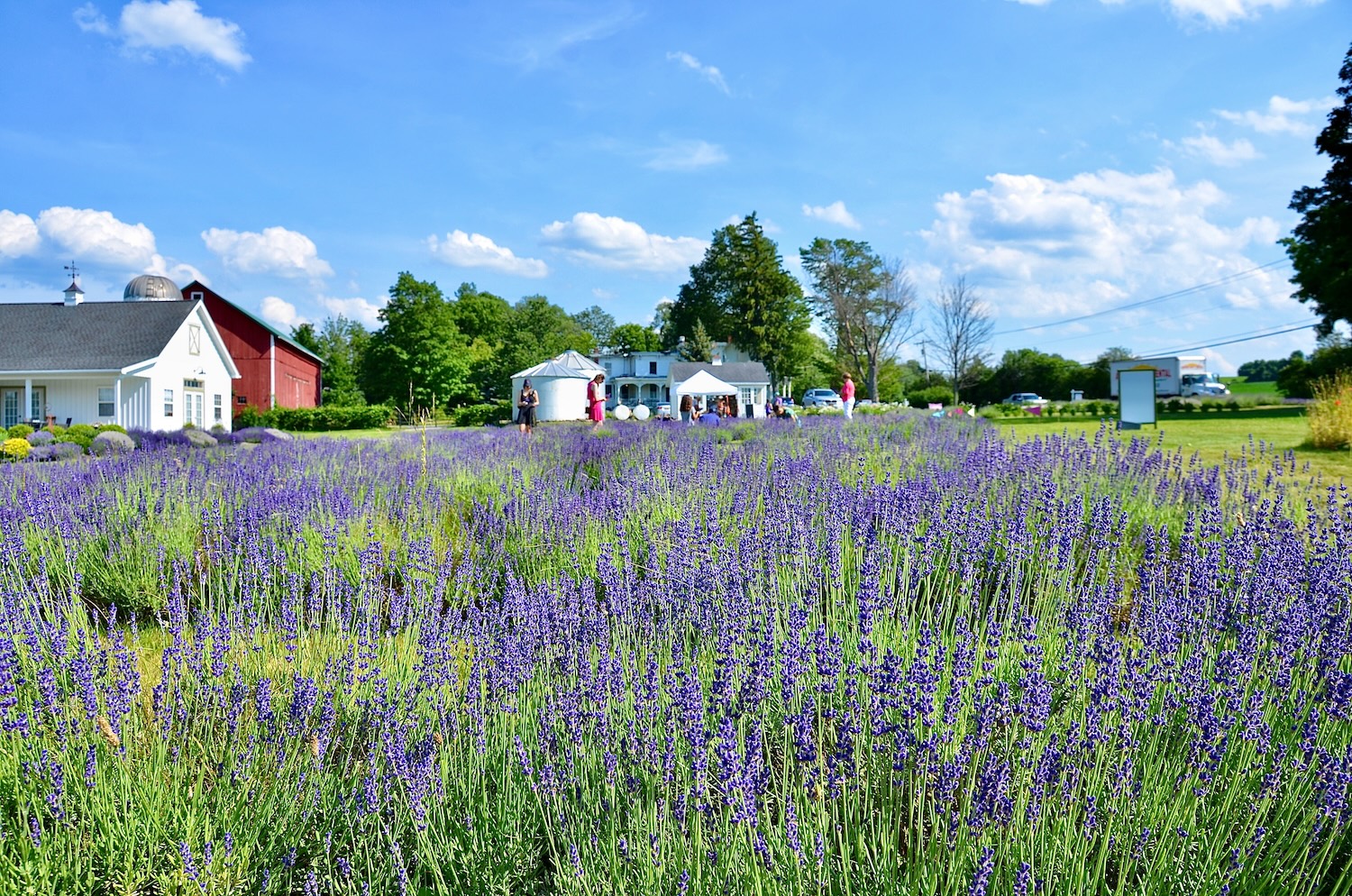 Established lavender farm near Sequim