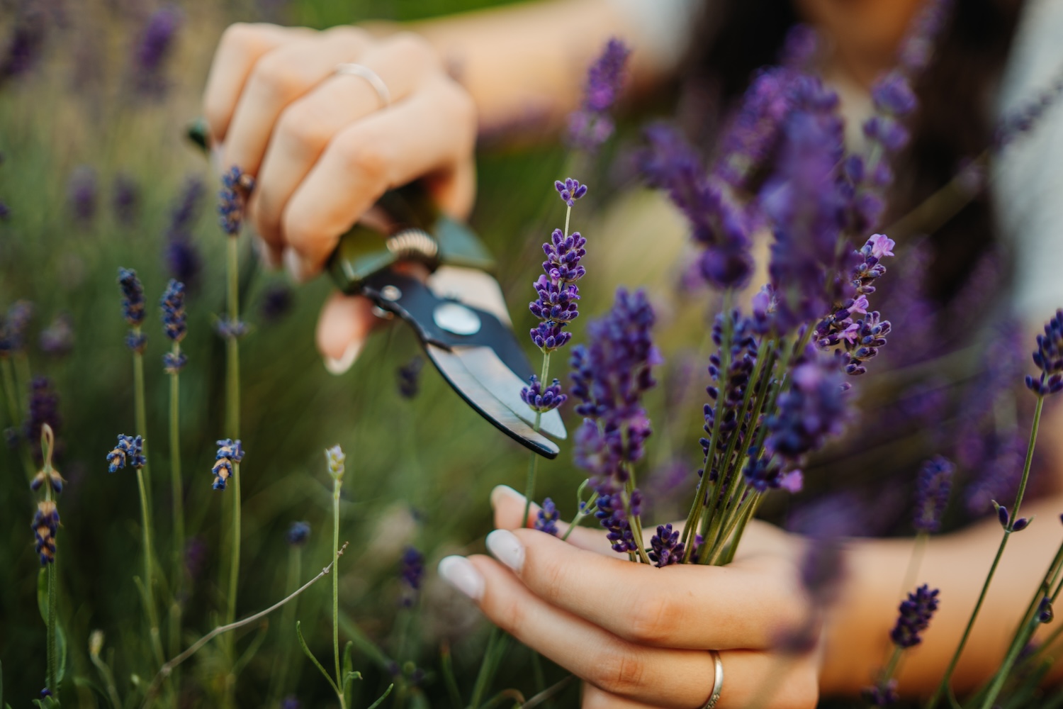 Home with lavender fields and acreage