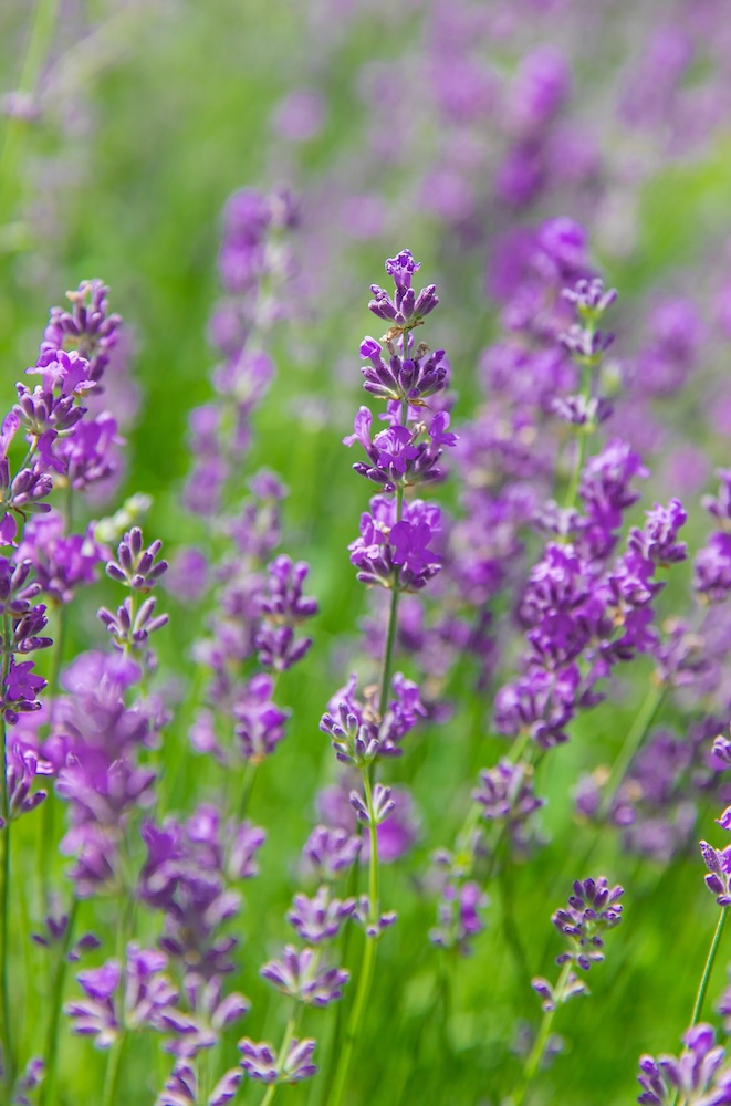 Lavender farm property value considerations