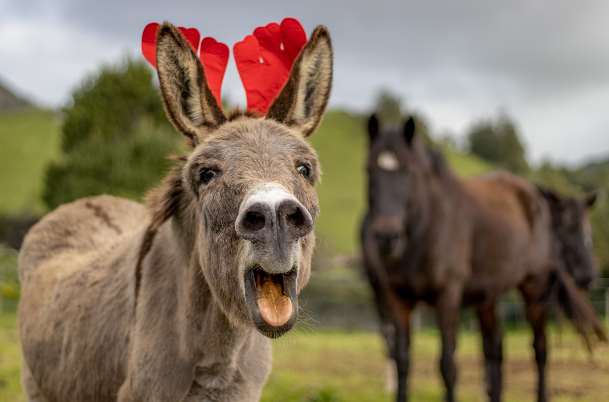 donkey with Christmas hat