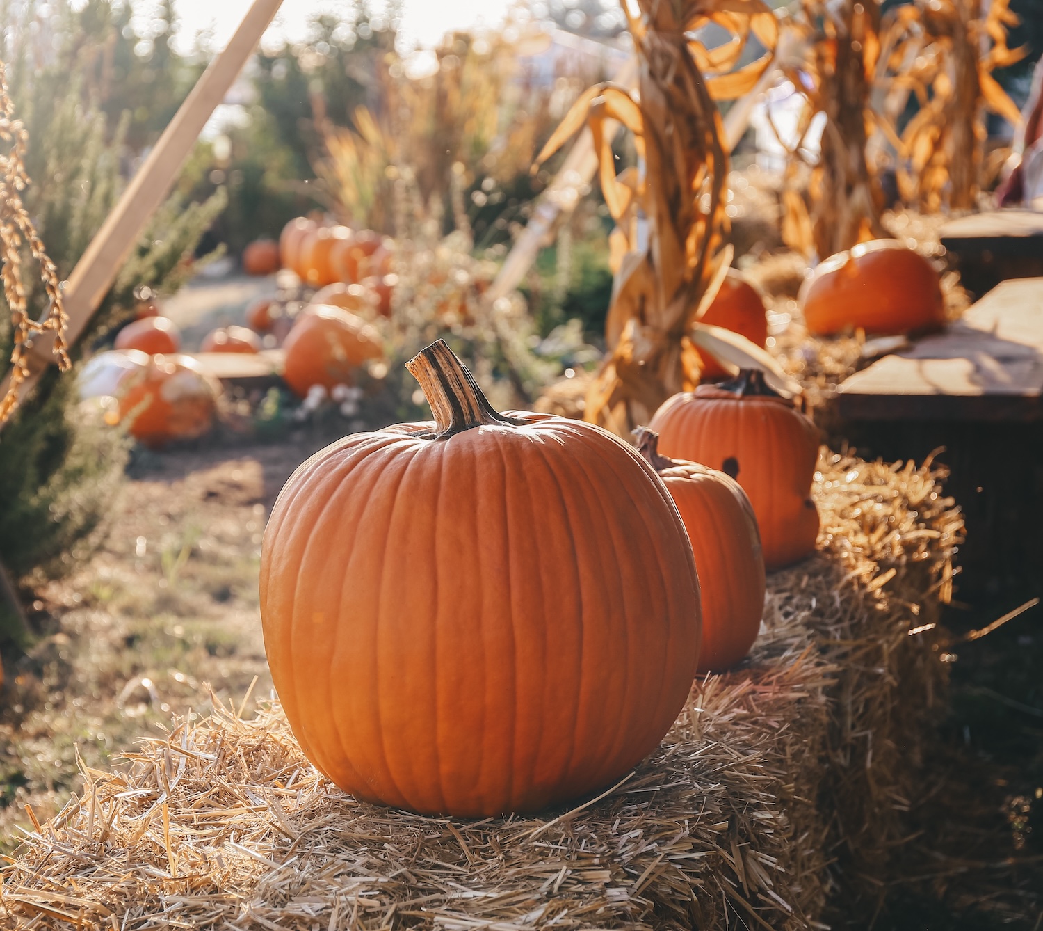 sugar land fall festival