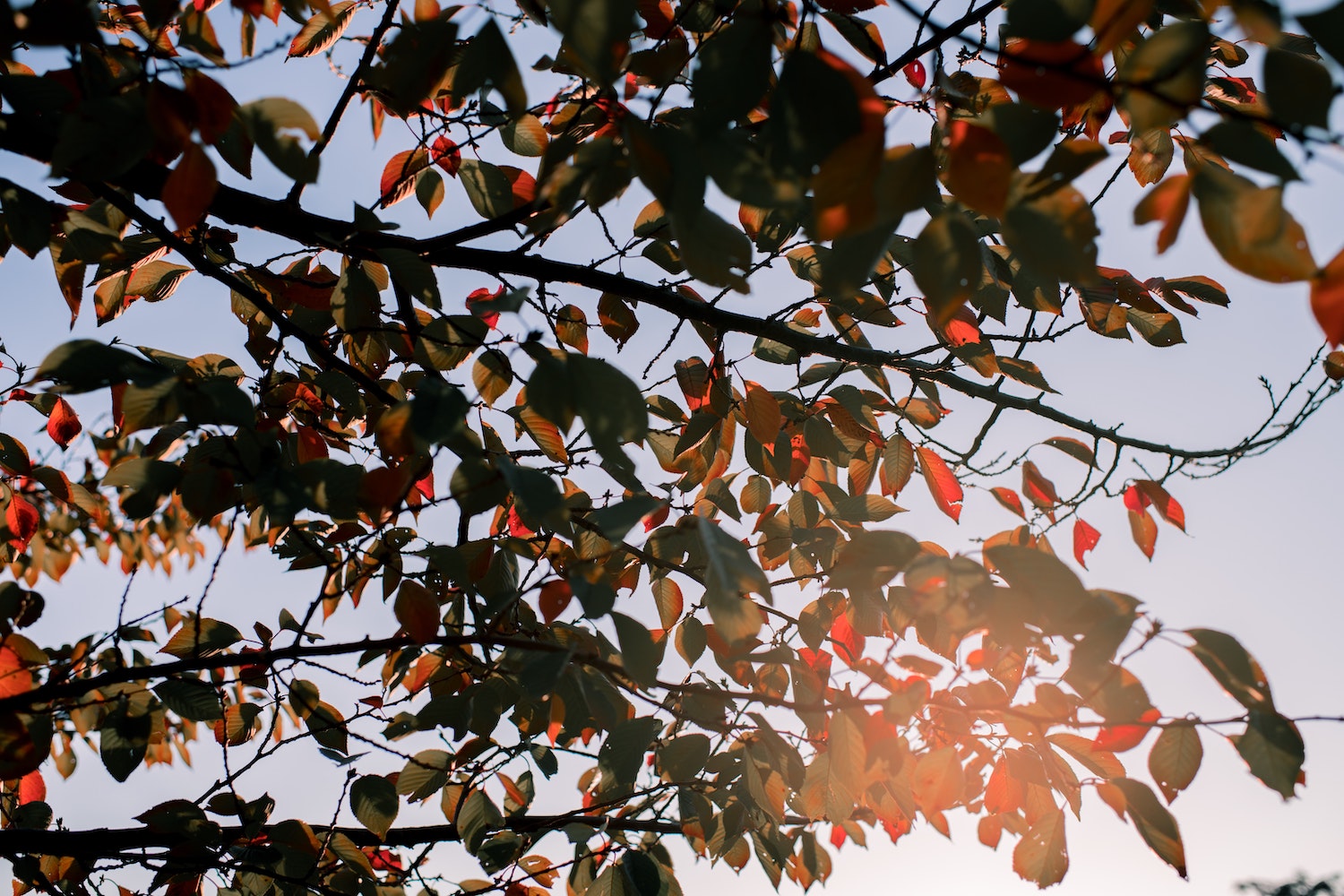 Explore Merrimont, a Neighborhood in Troy, OH