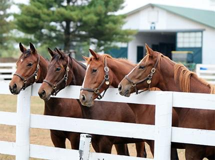 Horses looking over a white fence
