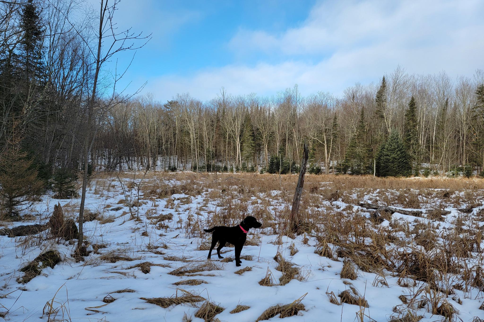 Lot 1 US Highway 63 vacant land for sale in Grand View Wisconsin