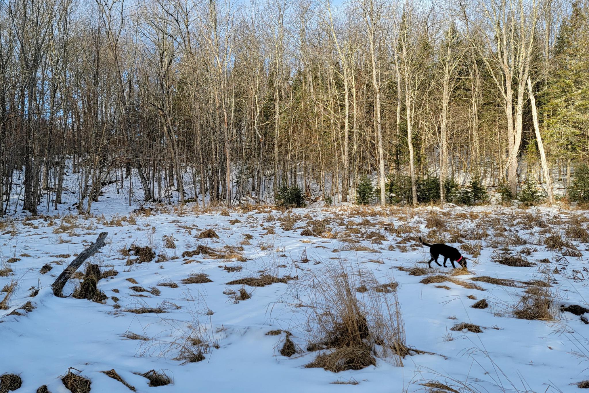 Lot 1 US Highway 63 vacant land for sale in Grand View Wisconsin