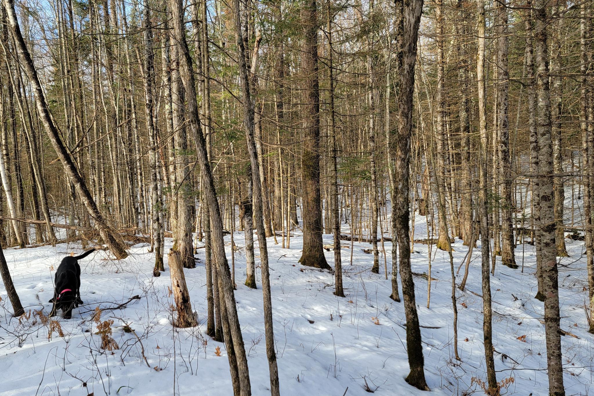 Lot 1 US Highway 63 vacant land for sale in Grand View Wisconsin