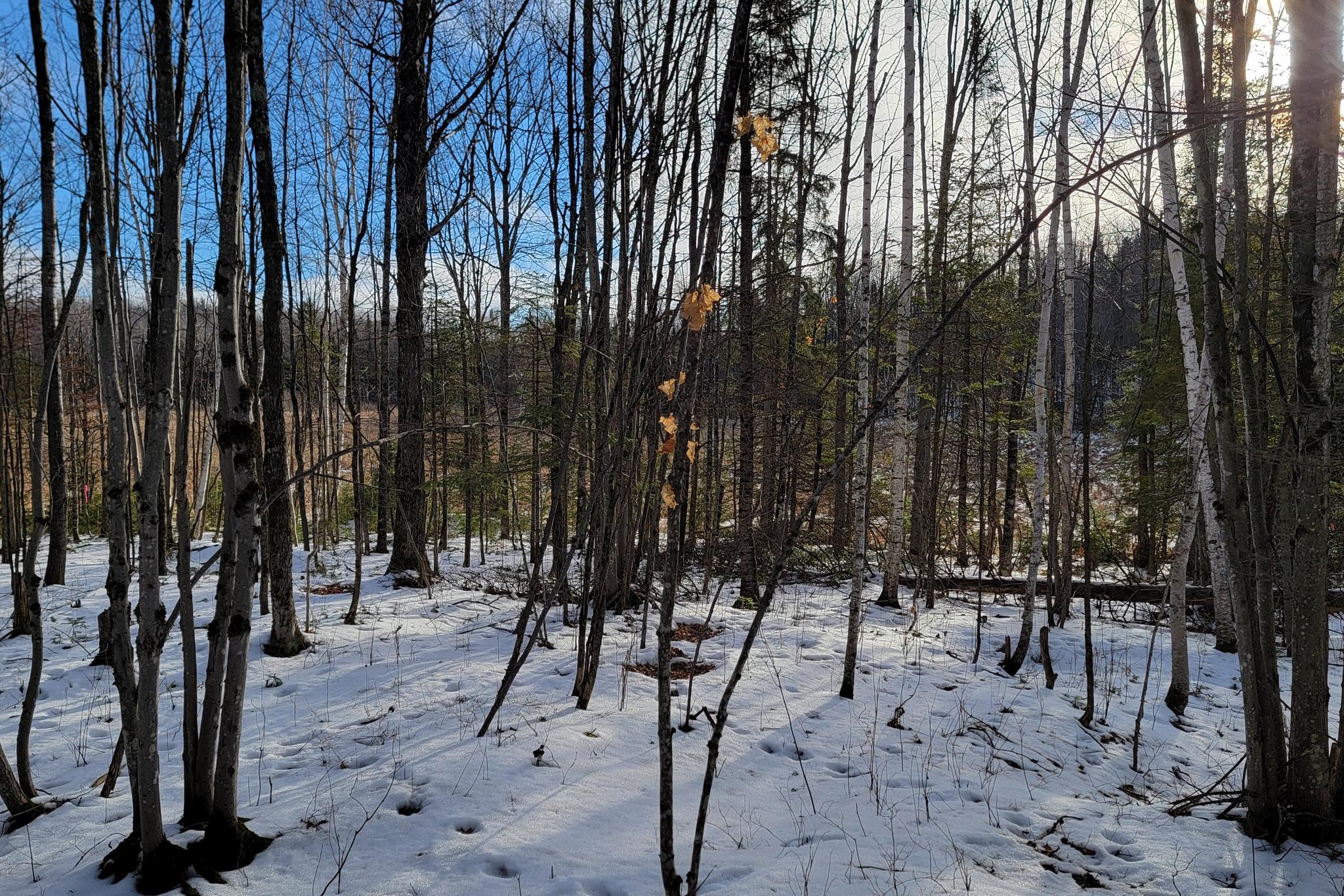 Lot 1 US Highway 63 vacant land for sale in Grand View Wisconsin