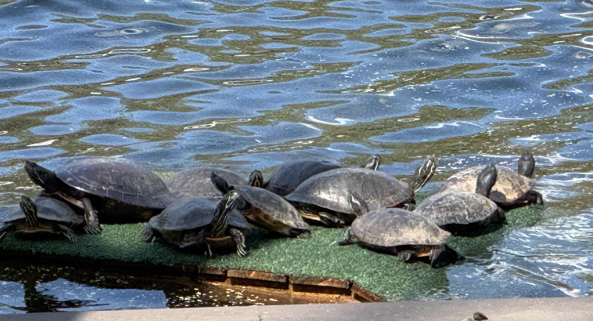 Turtle Island (next to dock)