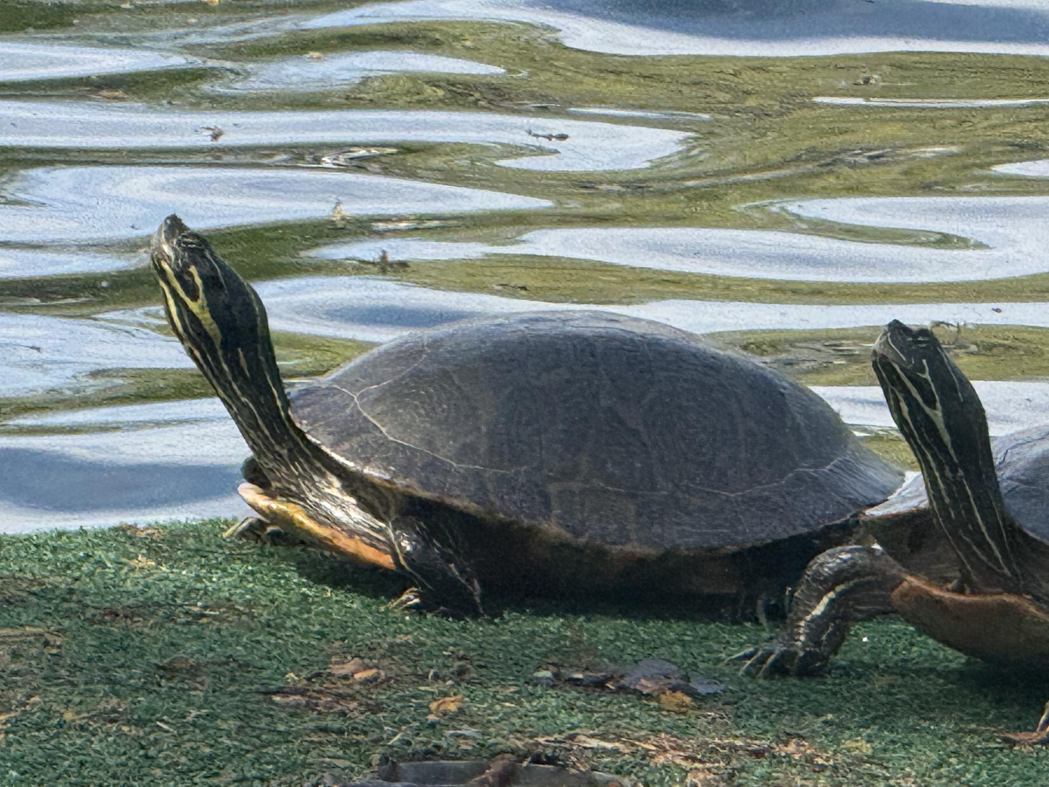 Turtle Island Visitors