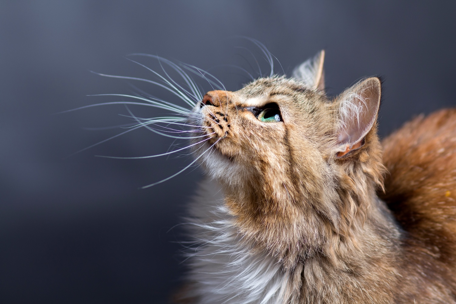 Animal shelters and adoptions in AREA