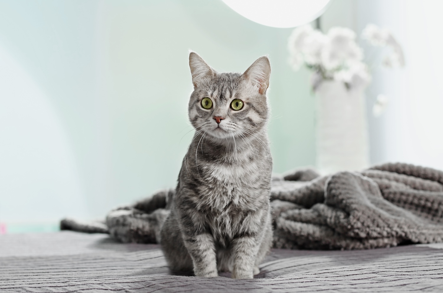 Pet grooming in AREA