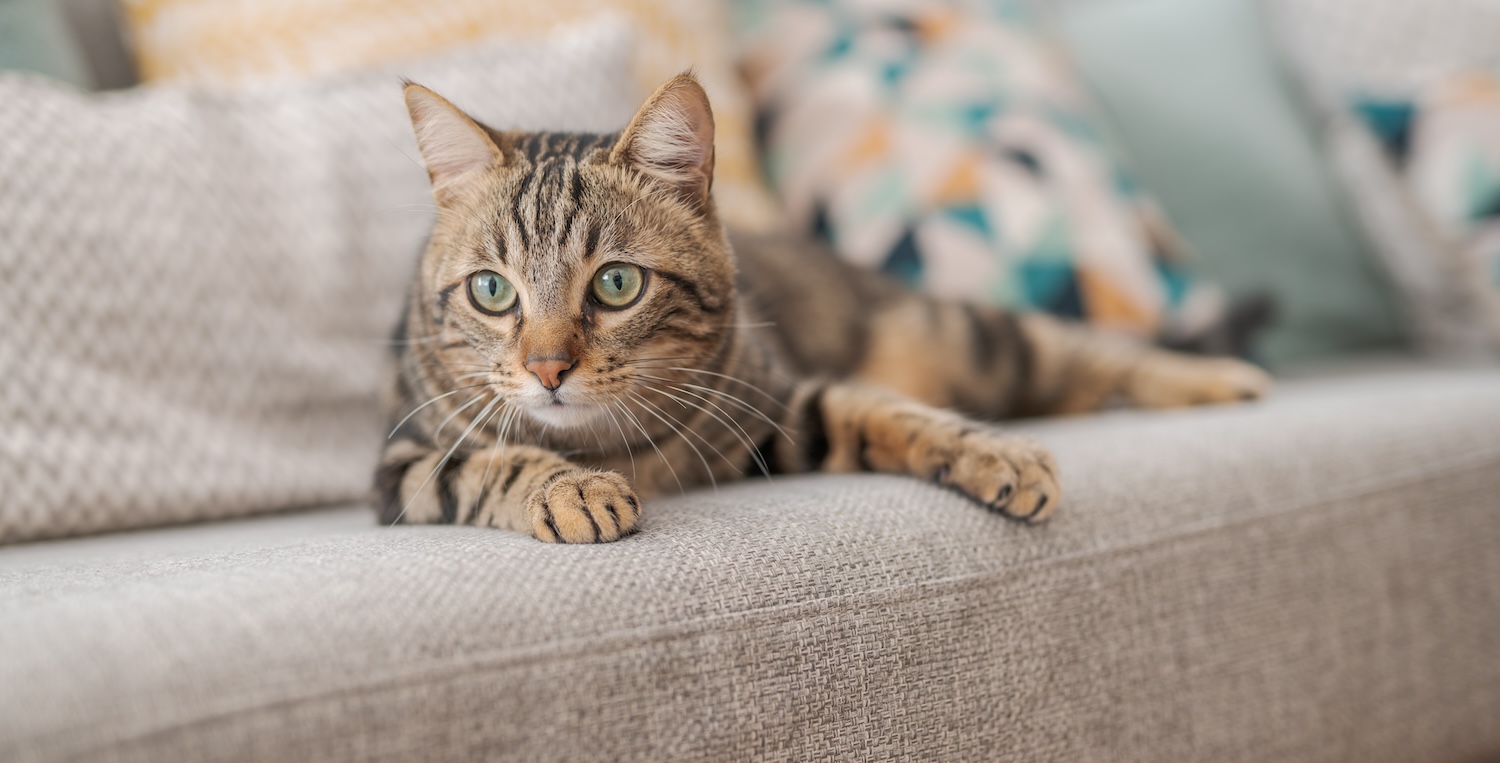 Pet licensing in AREA
