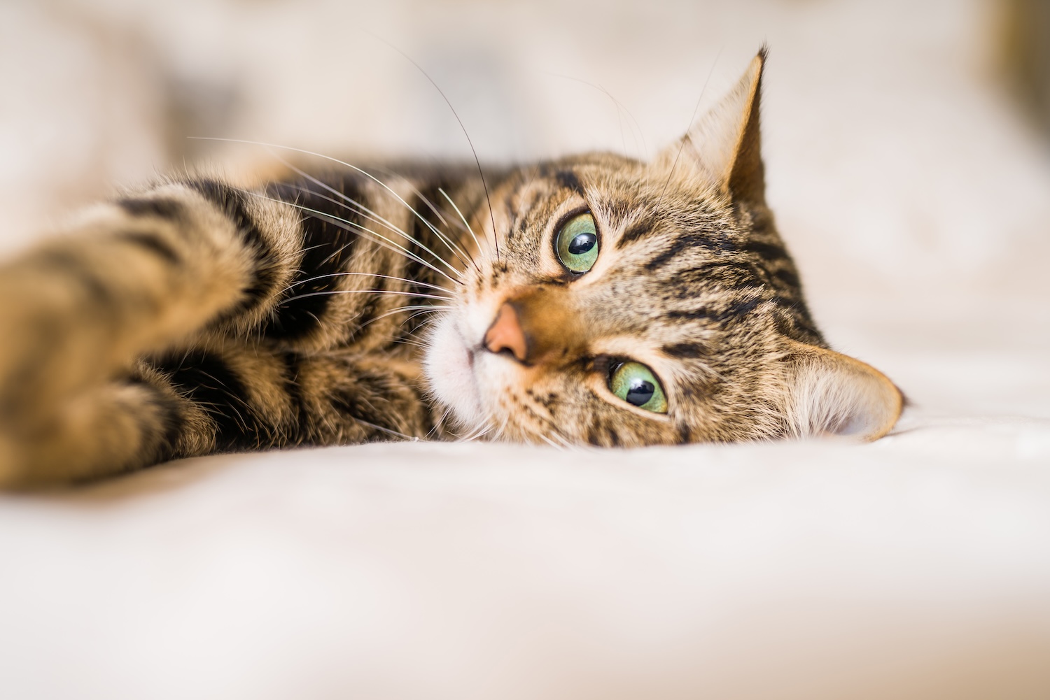 24-hour emergency vet in AREA