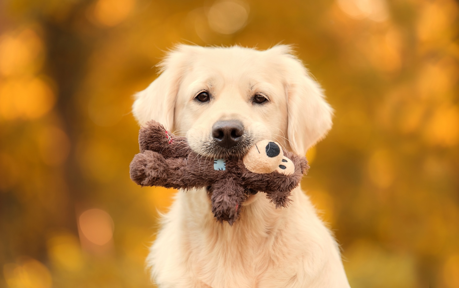 Pet supply stores in AREA