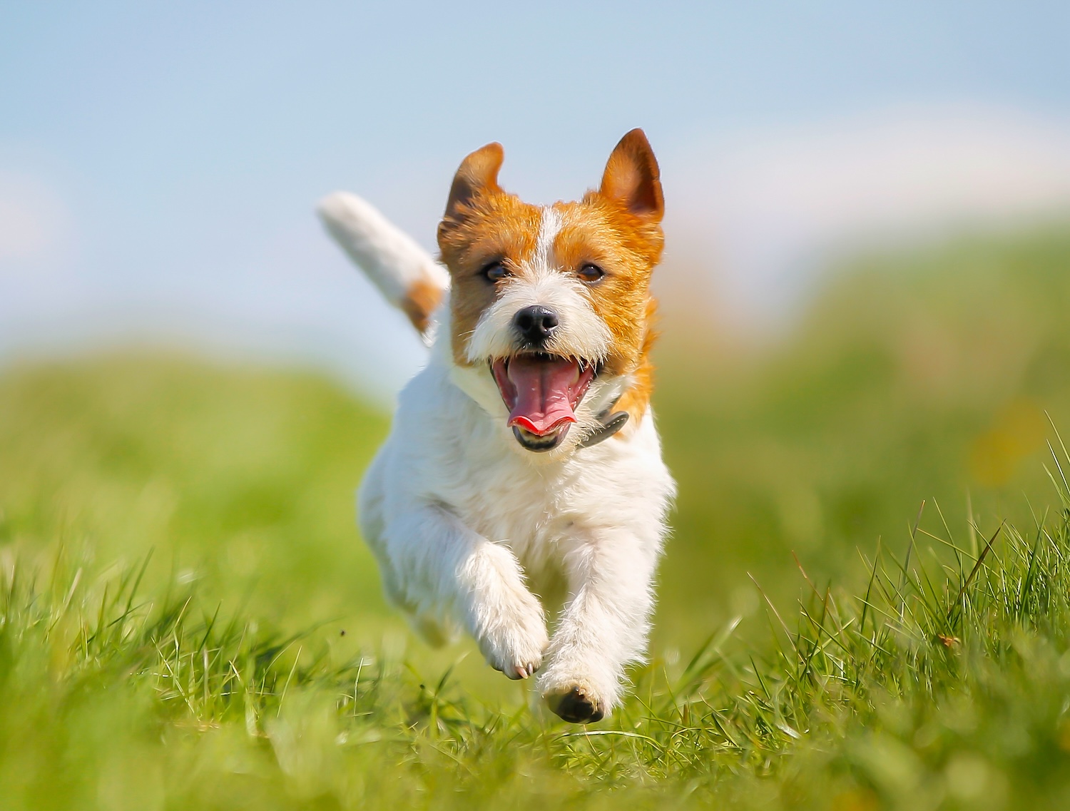 In-home pet dental cleaning in AREA