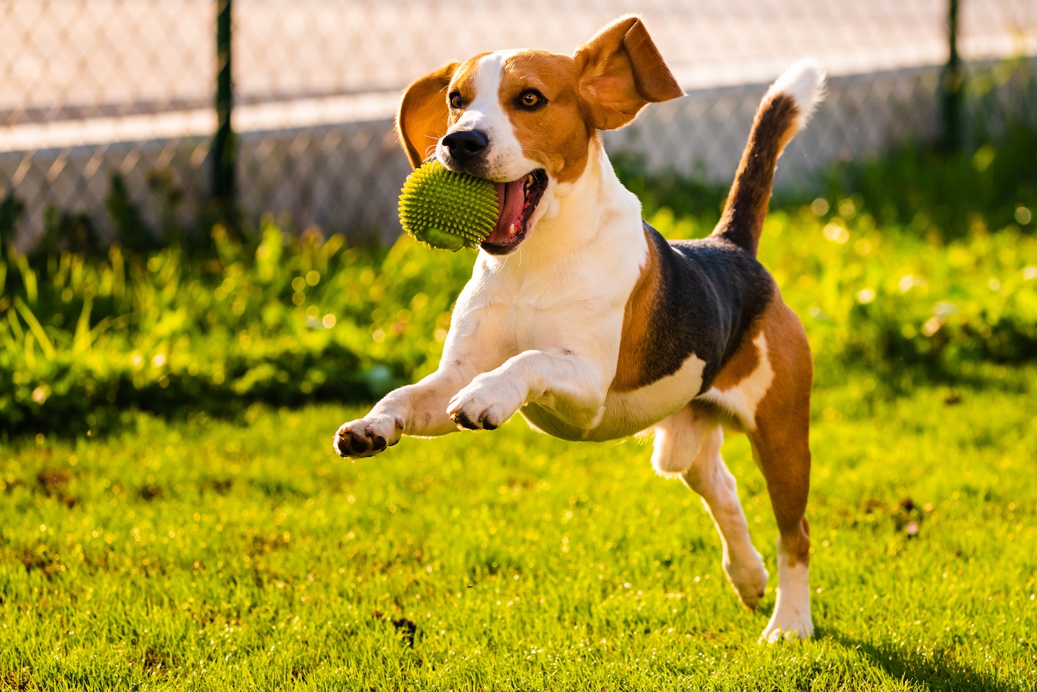 Dog boarding in AREA
