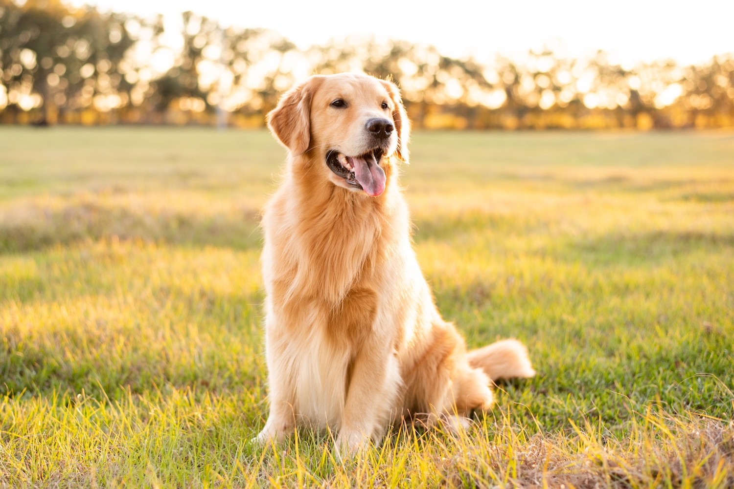 Dog walking and pet sitting in AREA