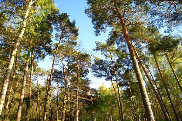 Lot and Land Clearing