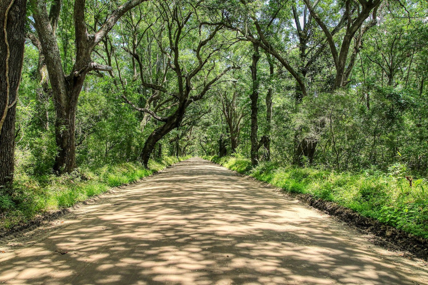 Edisto Island A Charming Escape from Charleston