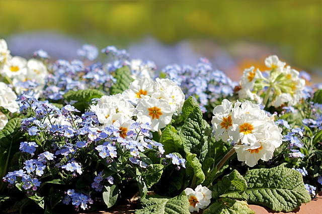 flowers in a garden