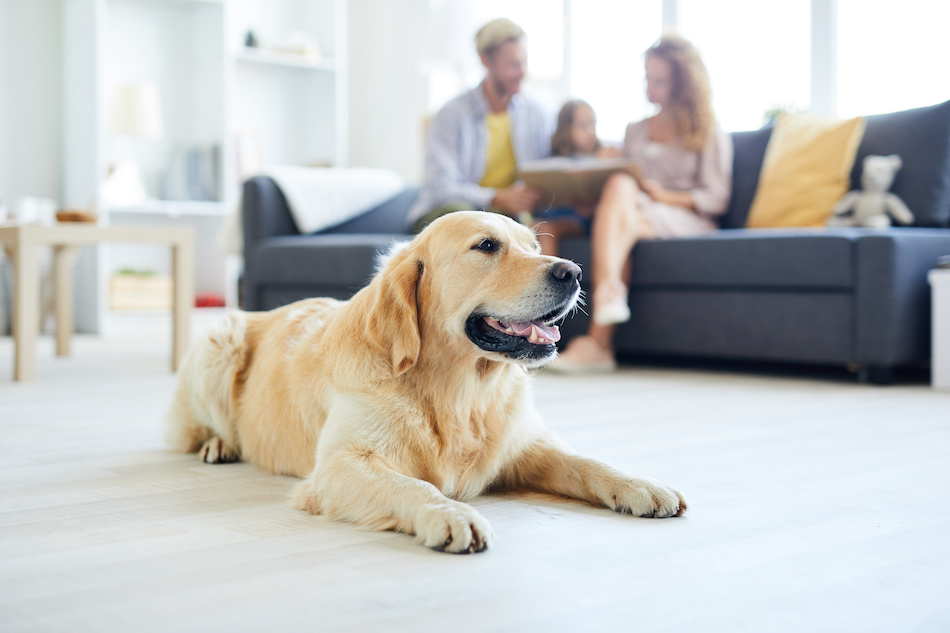 pet laying on floor with family