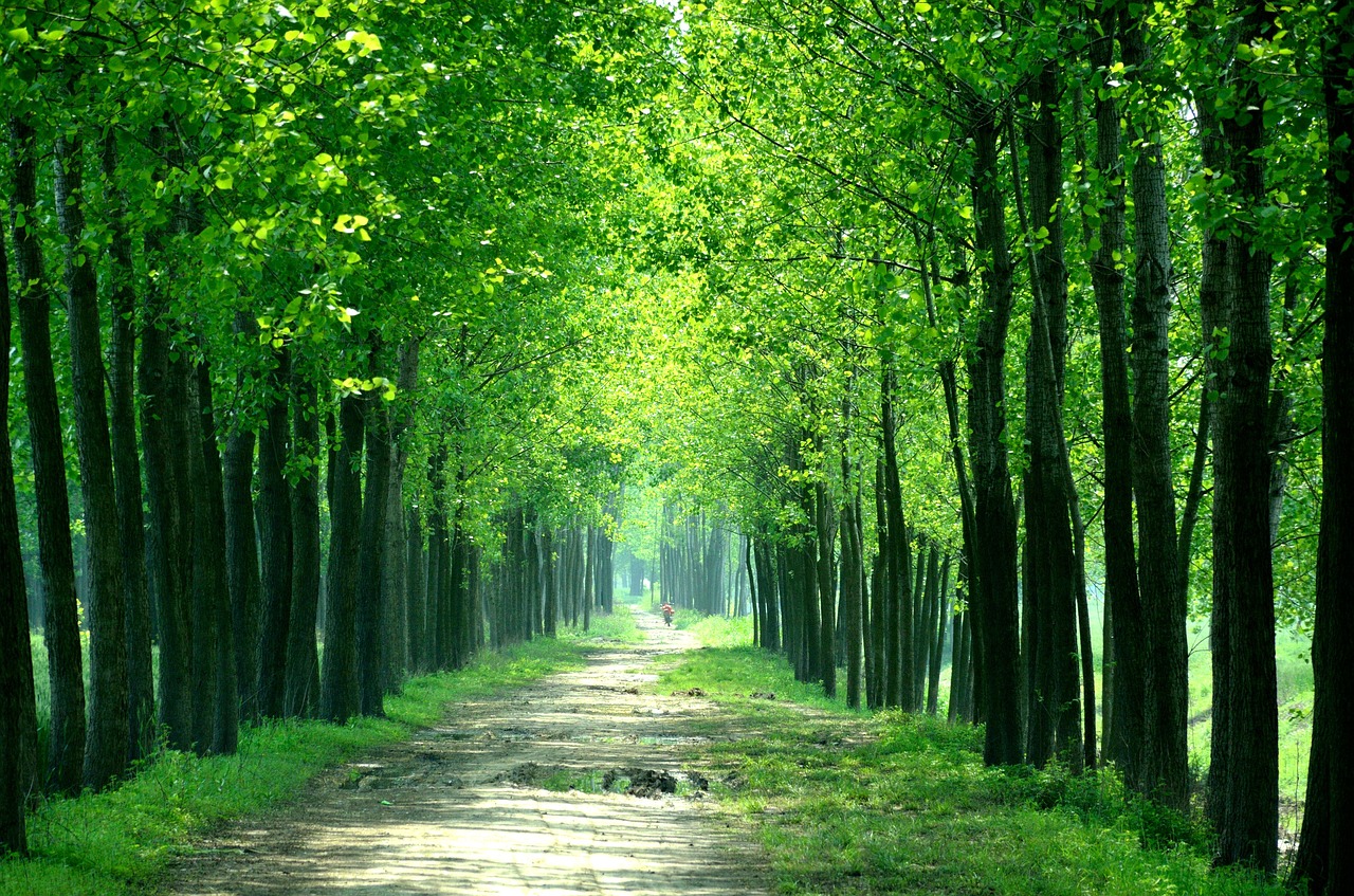 Path through the woods surrounded by tall trees.