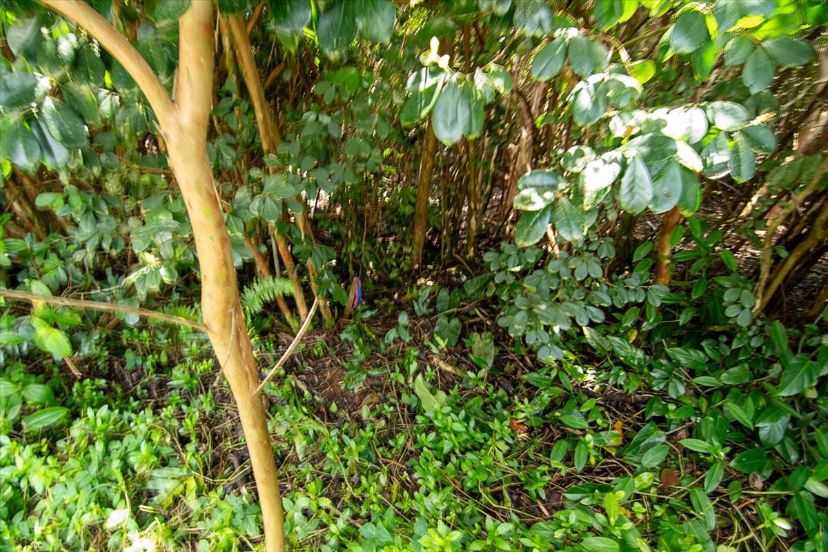 Front stake marker is visible