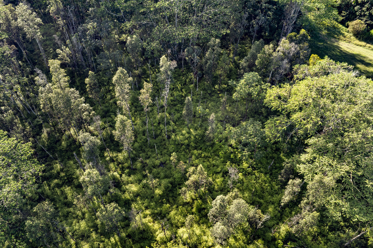 Immerse yourself in the woods