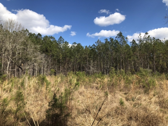 Cleared Home Site