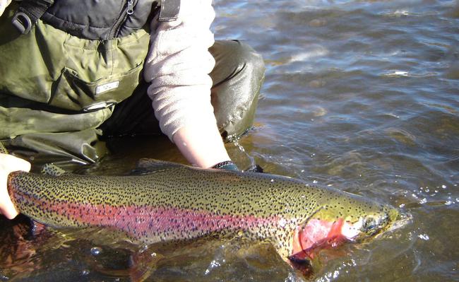 Northern Lights Lodge — Where “Once in a Lifetime Happens Every Day “WILD TROUT, NEVER CAUGHT BEFORE!” 5921 Cedar Creek Road, British Columbia V0L 1N0