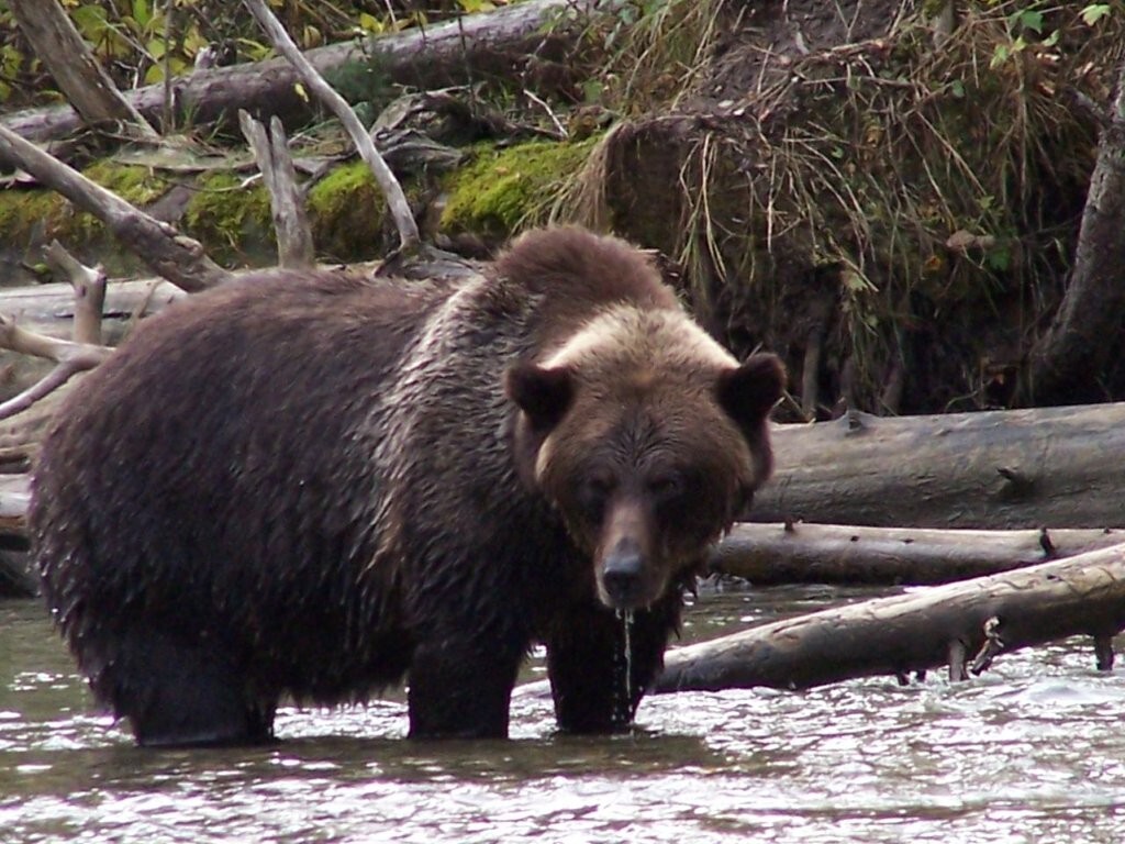 Grizzlies @ Northern Lights