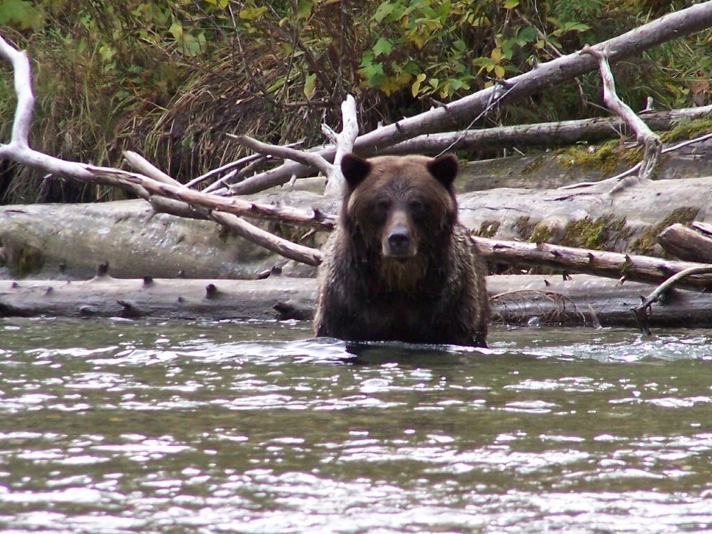Grizzlies @ Northern Lights