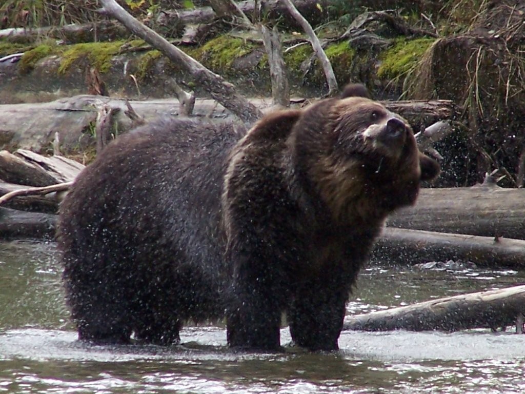Grizzlies @ Northern Lights