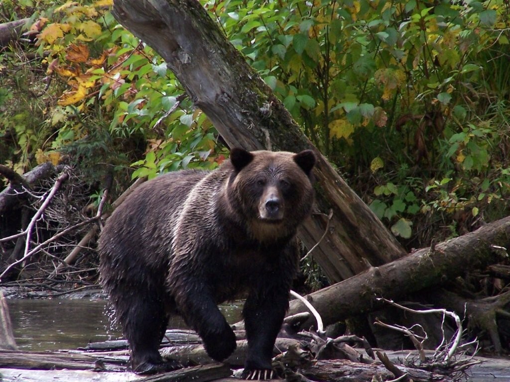Grizzlies @ Northern Lights