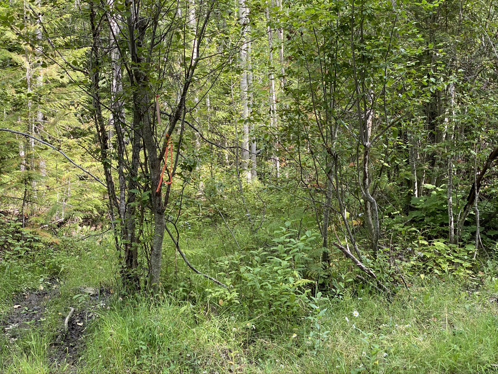 5 Acre building lot in Horsefly, For Sale Horsefly Bay