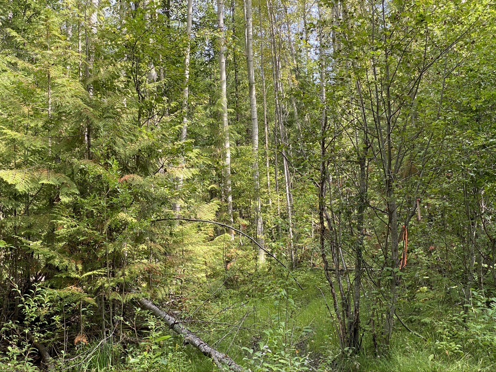 5 Acre building lot in Horsefly, For Sale Horsefly Bay